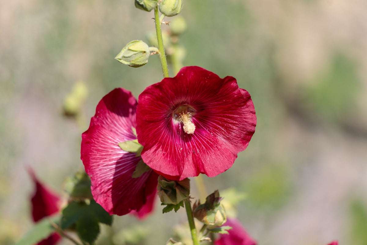 25 DARK RED HOLLYHOCK Alcea Rosea Flower Seeds Perennial