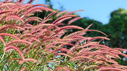 25 PURPLE FOUNTAIN GRASS Ornamental Pennisetum Setaceum Dark Burgundy Flower Seeds