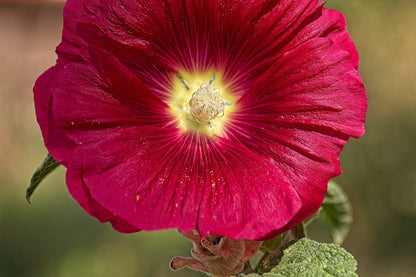 25 DARK RED HOLLYHOCK Alcea Rosea Flower Seeds Perennial