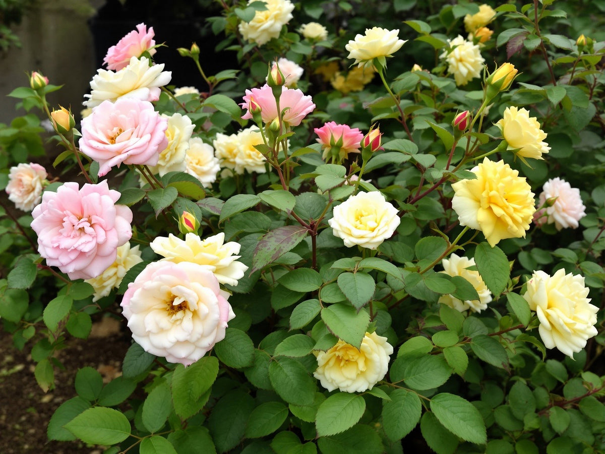 25 Mixed Colors ANGEL WINGS Miniature ROSE Bush Mix Rosa Chinensis Flower Seeds