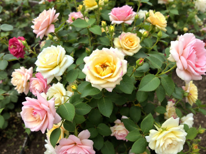 25 Mixed Colors ANGEL WINGS Miniature ROSE Bush Mix Rosa Chinensis Flower Seeds