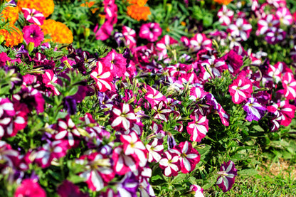 100 STAR MIX PETUNIA Mixed Colors Petunia Violacea Flower Seeds Red Blue Purple