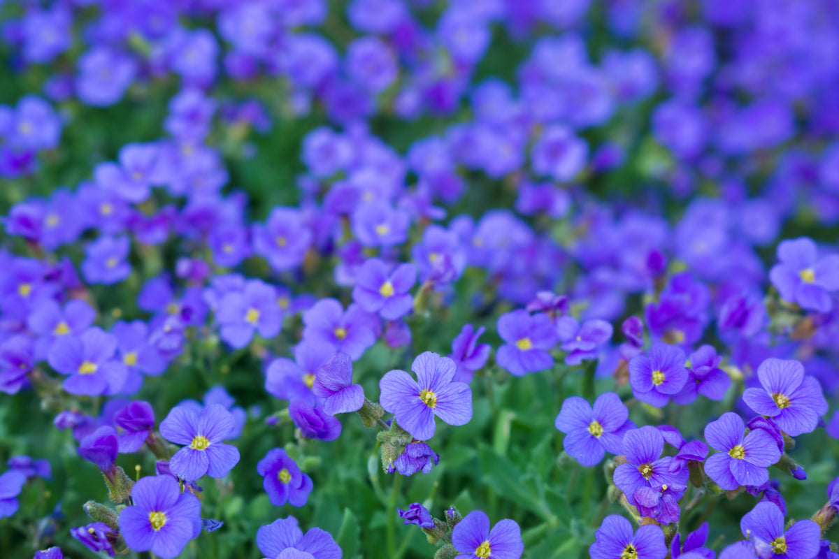 400 RAINBOW ROCKCRESS Rock Cress Large Flowered Aubrieta Cultorum Flower Seeds
