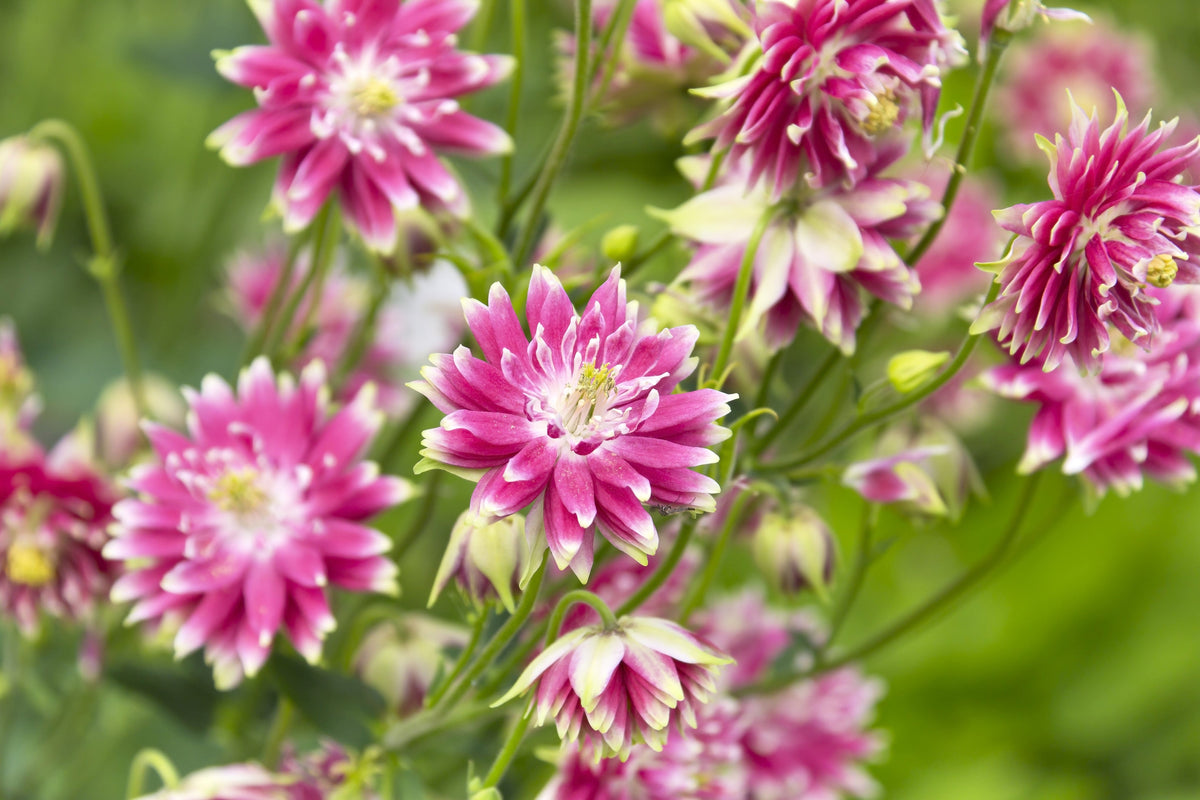 25 NORA BARLOW Pink COLUMBINE Aquilegia Caerulea Flower Seeds