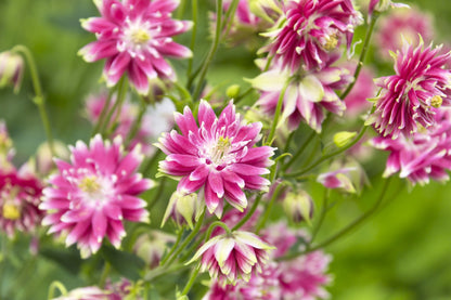 25 NORA BARLOW Pink COLUMBINE Aquilegia Caerulea Flower Seeds