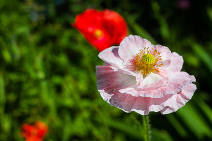 100 MOTHER Of PEARL POPPY Mix Papaver Rhoeas Shirley Flower Seeds Mixed Colors