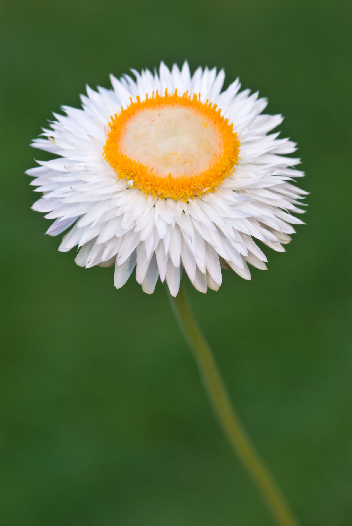 100 WHITE DOUBLE STRAWFLOWER Helichrysum Monstrosum Xerochrysum Bracteatum Flower Seeds