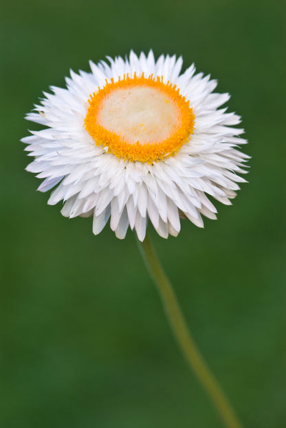 100 WHITE DOUBLE STRAWFLOWER Helichrysum Monstrosum Xerochrysum Bracteatum Flower Seeds