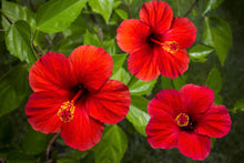 10 Luna RED HARDY HIBISCUS Hibiscus Moscheutos Balhibred Flower Seeds