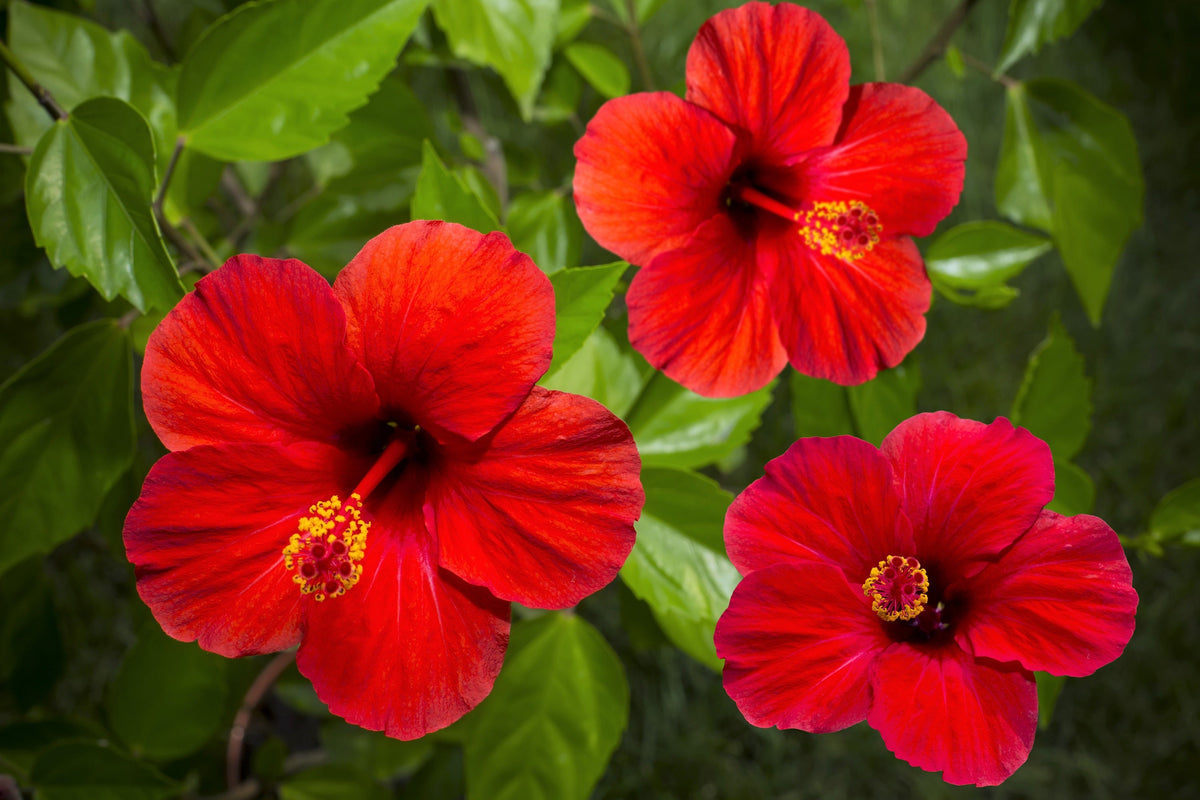 25 MIXED LUNA HIBISCUS Moscheutos Hardy Mixed Colors - Red, Hot Pink, Pink & White Swirl, and White Flower Seeds