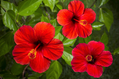 25 MIXED LUNA HIBISCUS Moscheutos Hardy Mixed Colors - Red, Hot Pink, Pink & White Swirl, and White Flower Seeds