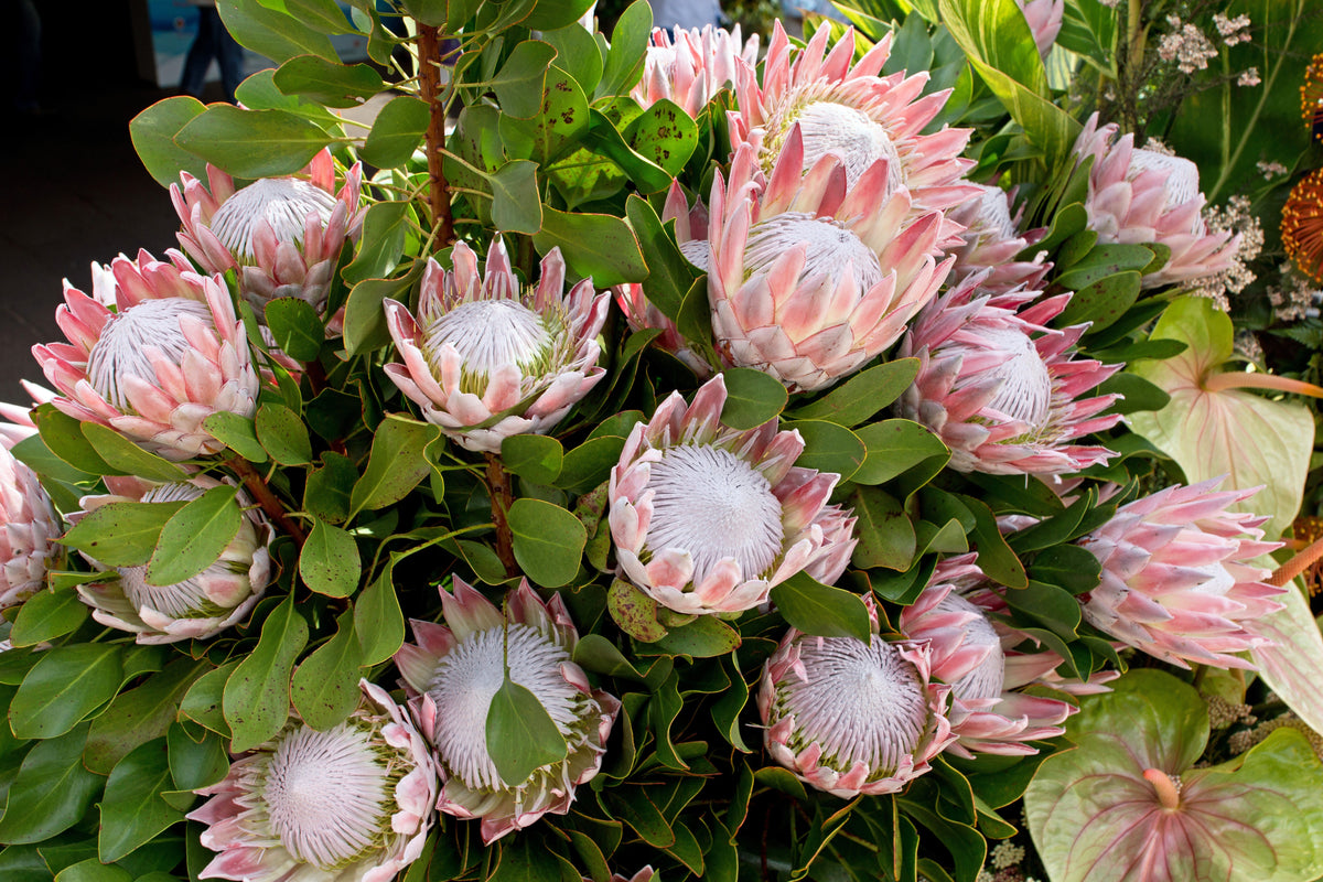 5 Giant KING PROTEA Cynaroides Sugarbush Rare 12" Flower Seeds