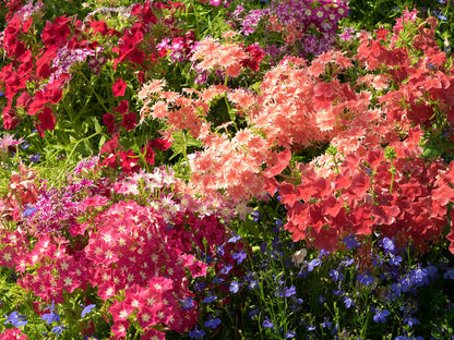 100 Mixed Colors DRUMMOND PHLOX MIX Pink, Red, White, Purple Phlox Drummondii Flower Seeds