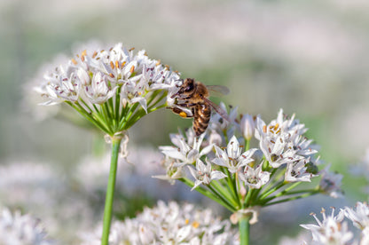 250 GARLIC CHIVE Allium Tuberosum Vegetable Seeds