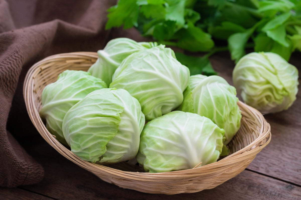 500 COPENHAGEN MARKET Early CABBAGE Heirloom Brassica Oleracea Vegetable Seeds