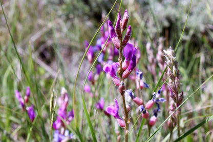30 Purple LOCOWEED CRAZYWEED Oxytropis Lambertii Native Flower Seeds