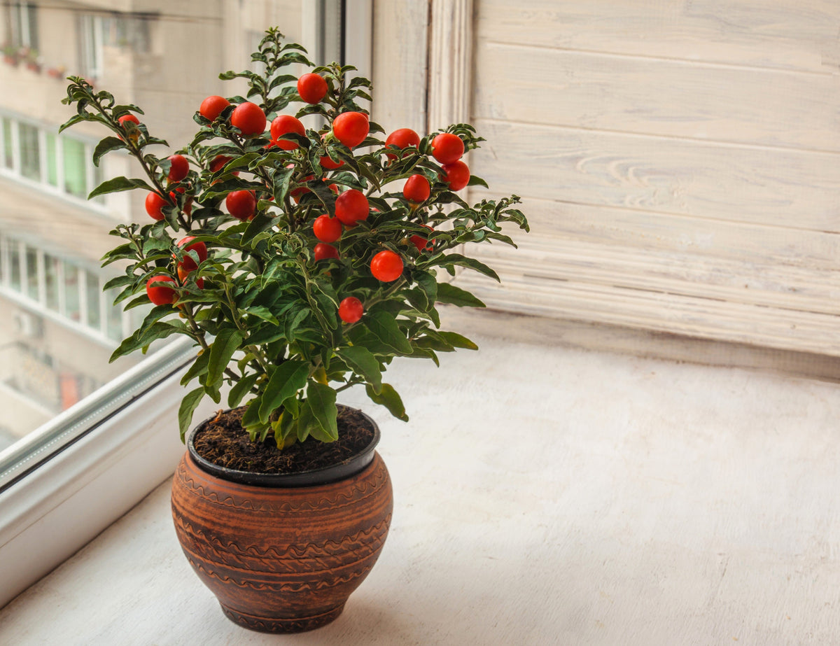 25 JERUSALEM CHERRY Madeira Winter Solanum Pseudocapsicum Flower Seeds
