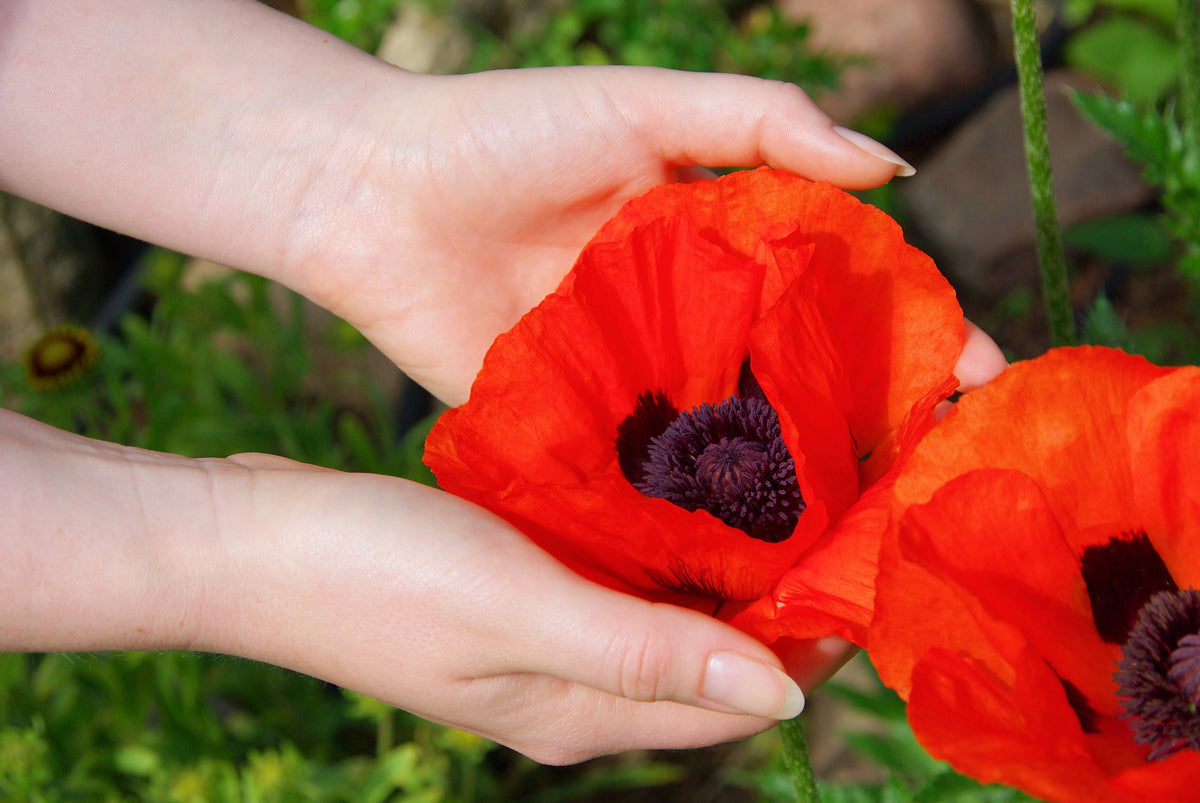 500 ORIENTAL RED Mix POPPY Papaver Orientale Flower Seeds