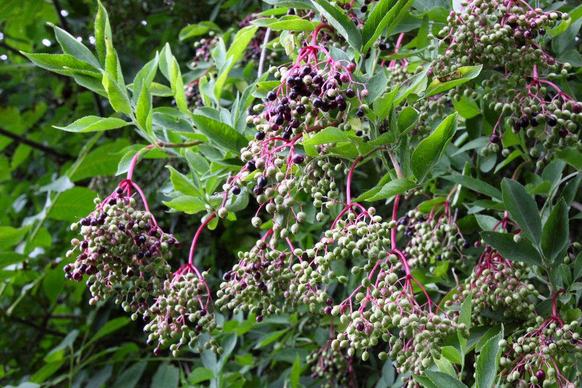 25 American ELDERBERRY FRUIT BUSH Shrub Tree Sambucus Nigra Canadensis Seeds