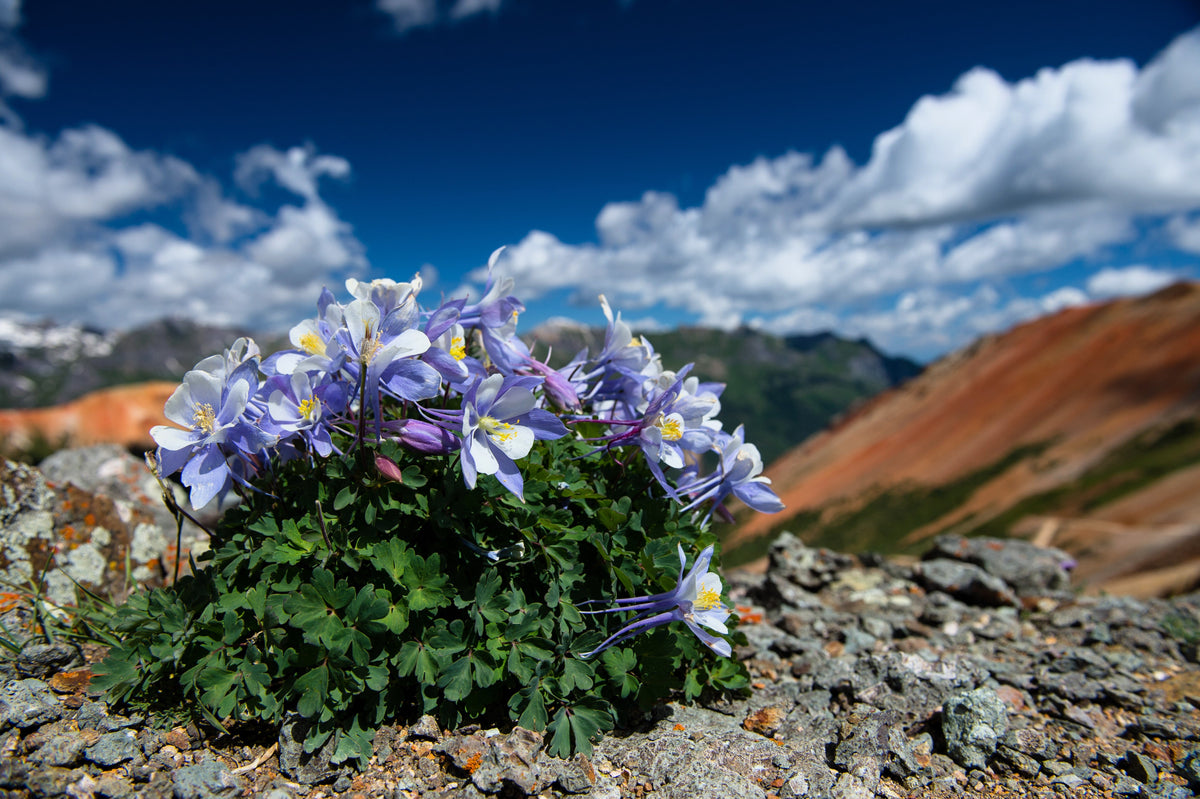 50 Blue ROCKY MOUNTAIN COLUMBINE Aquilegia Caerulea Flower Seeds