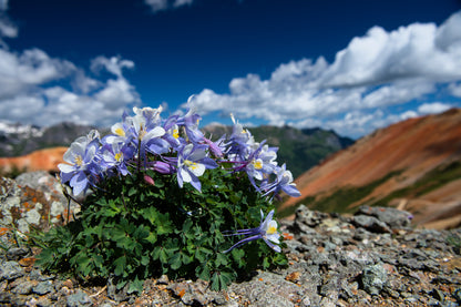 50 Blue ROCKY MOUNTAIN COLUMBINE Aquilegia Caerulea Flower Seeds
