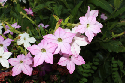 100 Heirloom MIXED COLORS NICOTIANA (Ornamental Flowering Tobacco) Nicotiana Alata Flower Seeds