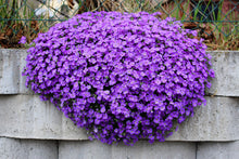 500 PURPLE ROCKCRESS Rock Cress Aubrieta Deltoidea Flower Seeds