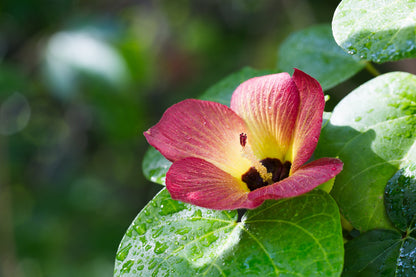 10 PORTIA TREE Yellow Pink Purple Flowers Change Color Pacific Rosewood Tulip Thespesia Populnea Seeds