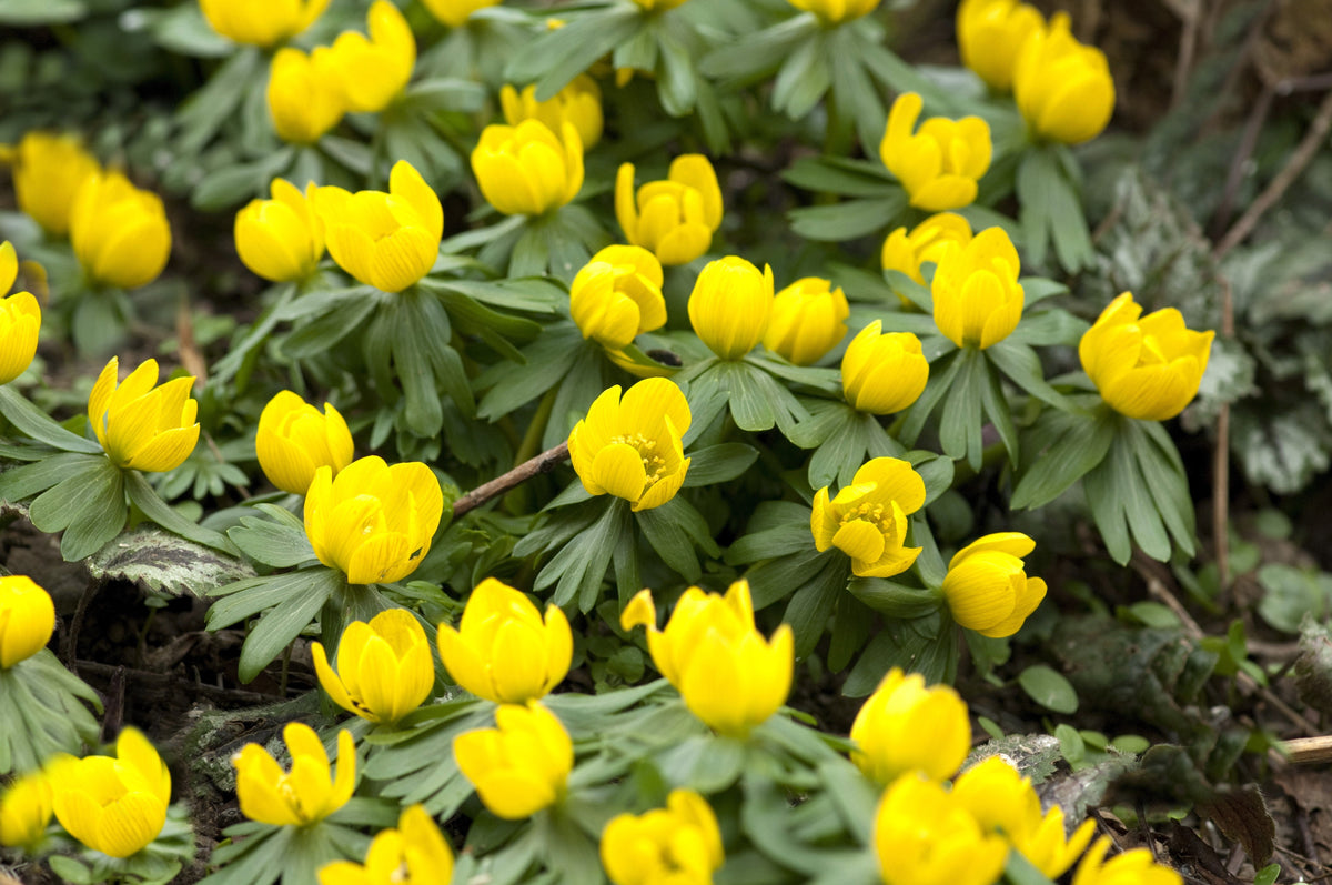 10 WINTER ACONITE Eranthis Hyemalis Yellow Sun Shade Flower Seeds