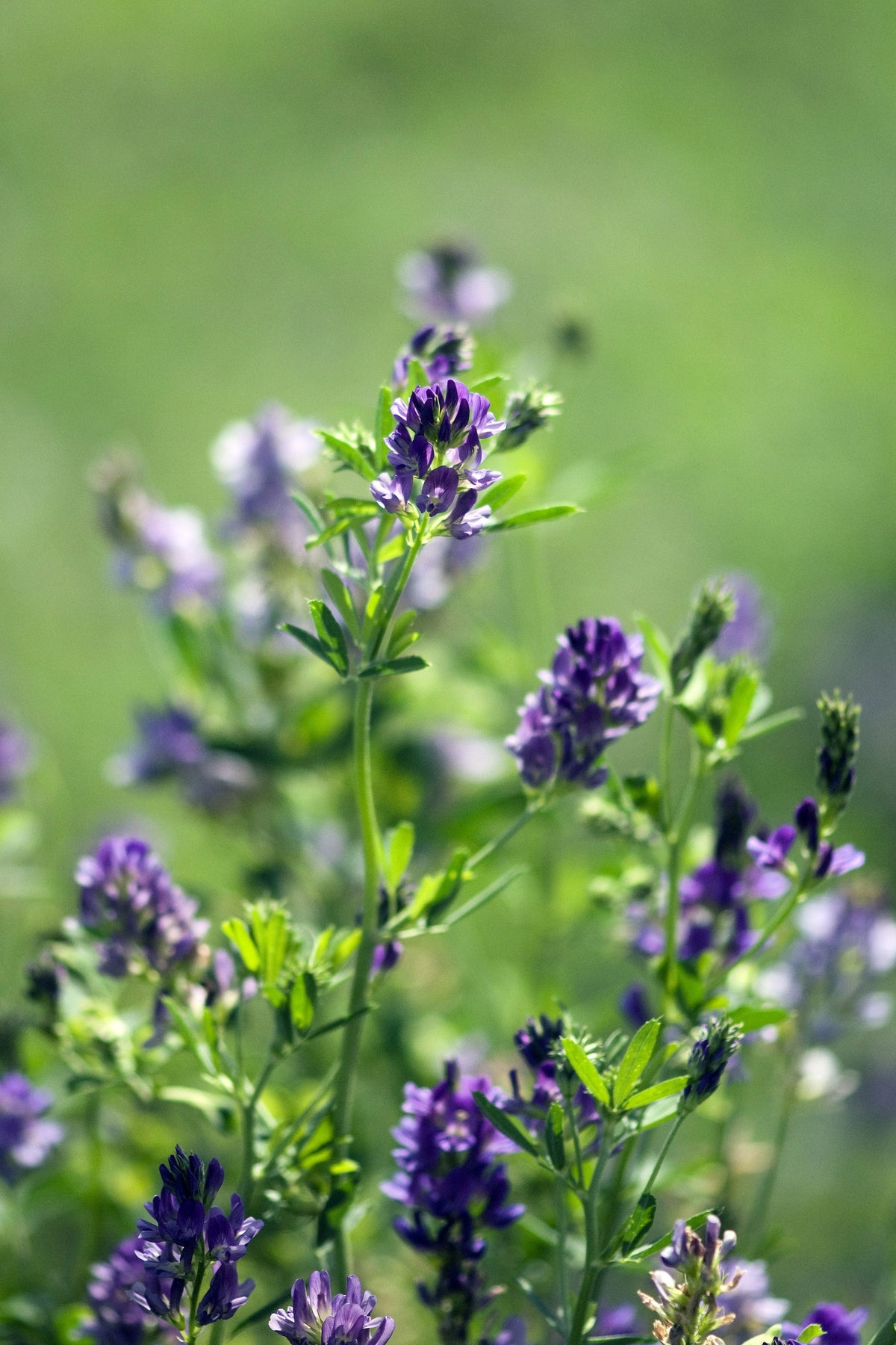 2000 ALFALFA Medicago Sativa Flower Plant Seeds