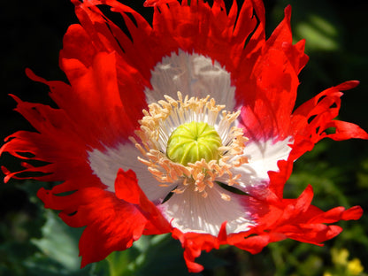 500 DANISH FLAG POPPY Red & White Queens Poppy Papaver Somniferum Danebrog Flower Seeds