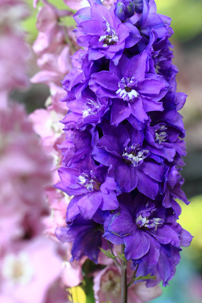 500 Purple ROCKET LARKSPUR DELPHINIUM Ajacis Consolida Flower Seeds