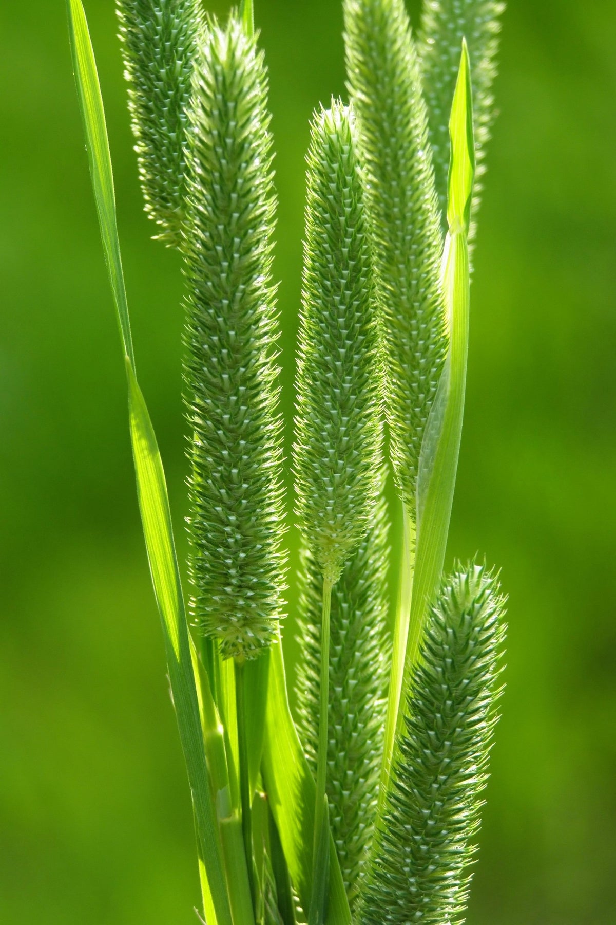 500 DERBY TIMOTHY GRASS Ornamental Phleum Pratense Seeds