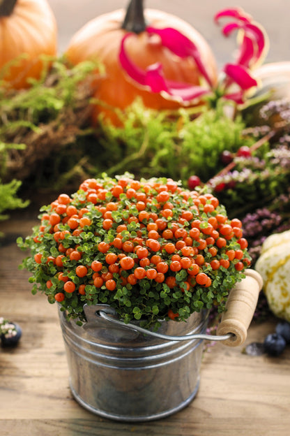 25 JERUSALEM CHERRY Madeira Winter Solanum Pseudocapsicum Flower Seeds