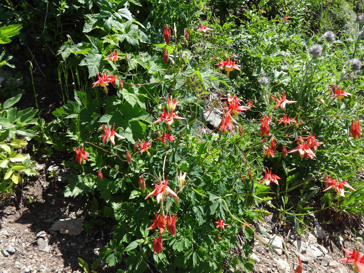 100 WILD/ CANADIAN COLUMBINE Aquilegia Canadensis Flower Seeds