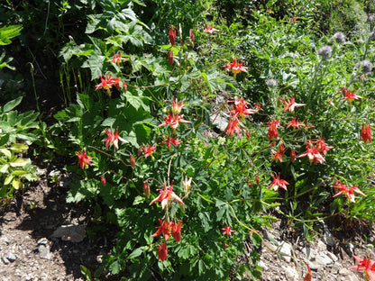 100 WILD/ CANADIAN COLUMBINE Aquilegia Canadensis Flower Seeds