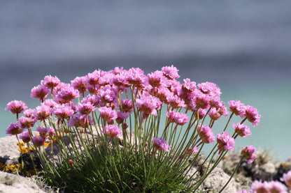 50 SEA THRIFT Armeria Maritima California Sea Pink Cliff Rose Cushion Pink Lavender Native Maritime Flower Seeds