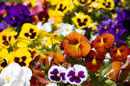 250 Mixed Colors SWISS GIANT PANSY Viola Wittrockiana Flower Seeds