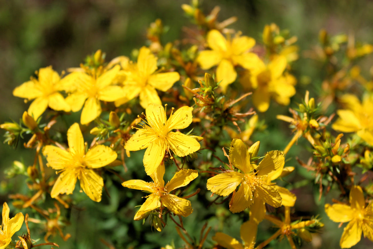 1500 Great SAINT JOHNS WORT St John's Hypericum Pyramidatum Yellow Flower Herb Seeds
