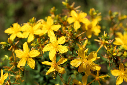 1500 Great SAINT JOHNS WORT St John's Hypericum Pyramidatum Yellow Flower Herb Seeds