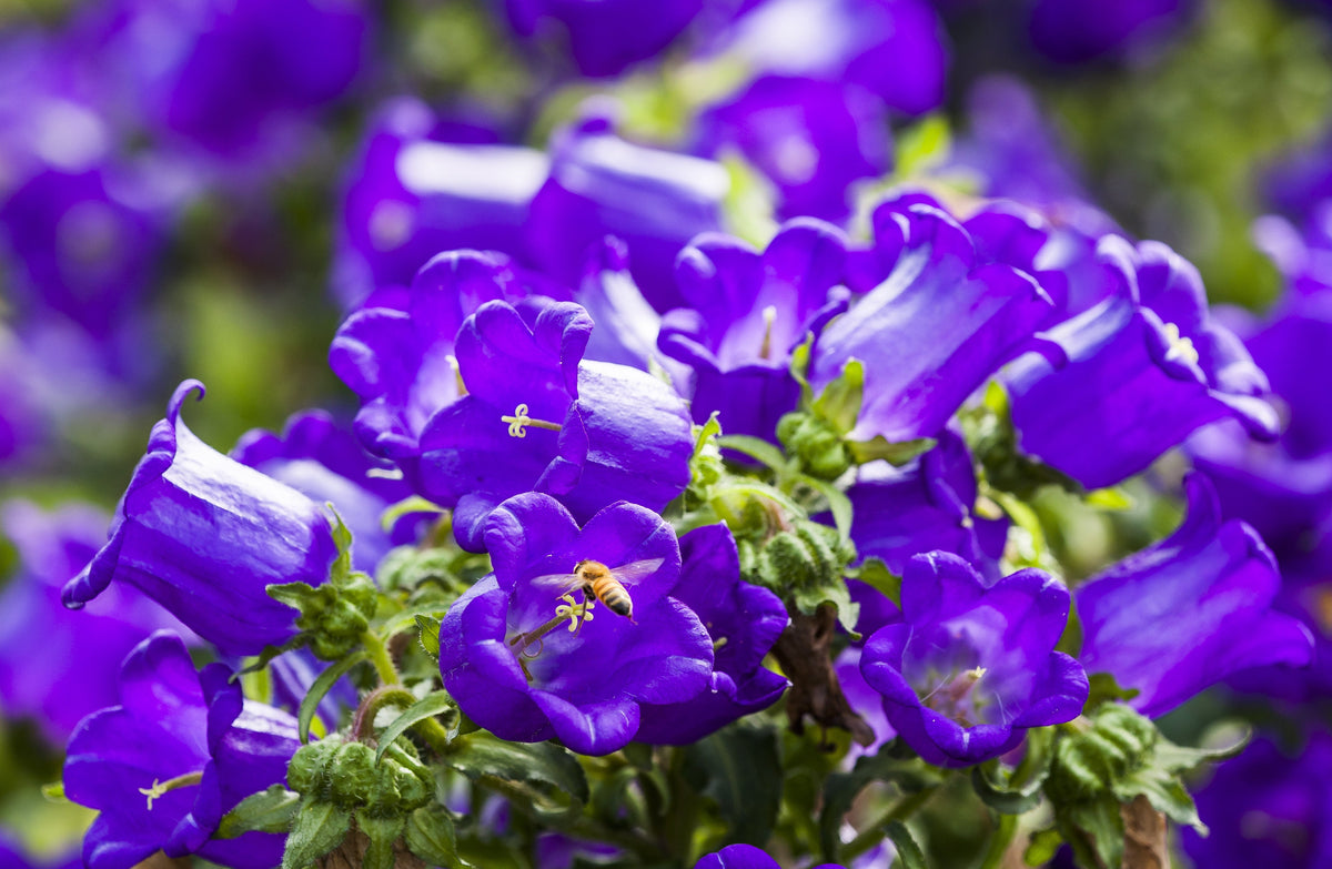 200 Blue CANTERBURY BELLS - CAMPANULA Medium Flower Seeds