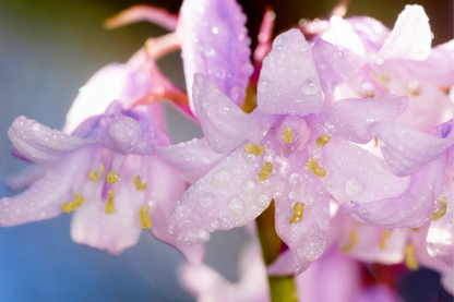 10 WOOD HYACINTH Mixed Colors English Woodland Spanish Bluebell Scilla Campanulata Hyacinthoides Hispanica Pink Purple White Flower Seeds