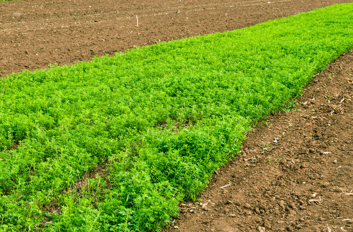 2000 ALFALFA Medicago Sativa Flower Plant Seeds