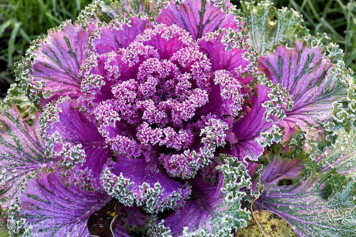 60 ORNAMENTAL KALE MIXED Colors Brassica Oleracea Flower Seeds