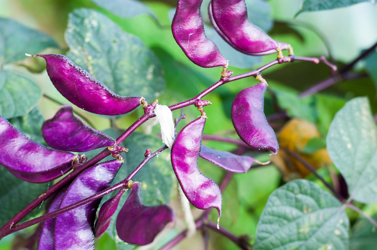 10 Ruby Moon HYACINTH BEAN Lablab Purpureus Blue Purple White Flower Ornamental Vine Seeds