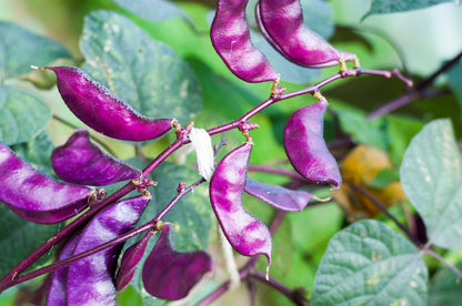 10 Ruby Moon HYACINTH BEAN Lablab Purpureus Blue Purple White Flower Ornamental Vine Seeds
