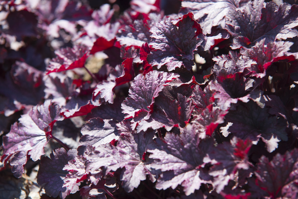 50 Palace Purple HEUCHERA / CORAL BELLS Micrantha Flower Seeds