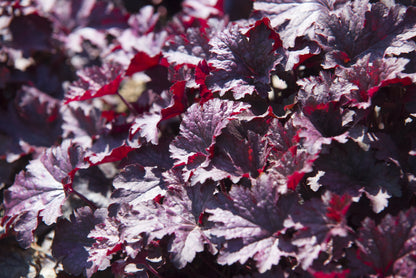 50 Palace Purple HEUCHERA / CORAL BELLS Micrantha Flower Seeds