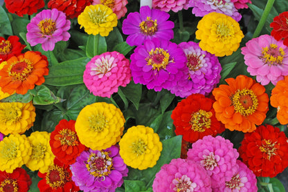 500 Mixed Colors CALIFORNIA GIANT ZINNIA Elegans Flower Seeds