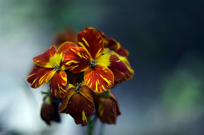 300 Mixed Colors ENGLISH Aegean WALLFLOWER Cheiranthus Cheiri Erysimum Pink Red Yellow Purple Bicolor Flower SeedsSeeds